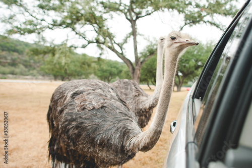 attracting ostriches