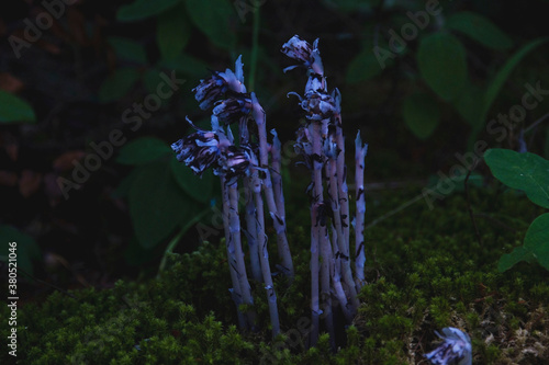 Indian pipe flower in forest