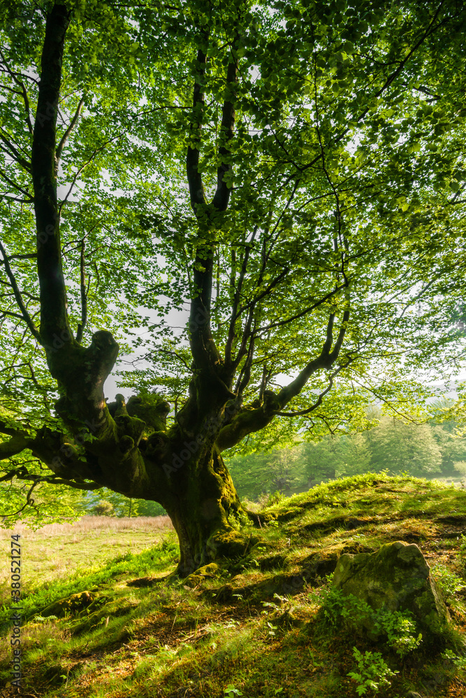 Old beech forest Old beech forest