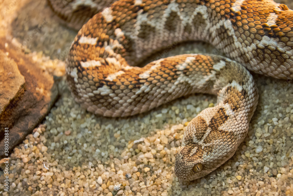 Poisonous snake on the sand of the desert zones. Poisonous snake on the sand of the desert zones.
