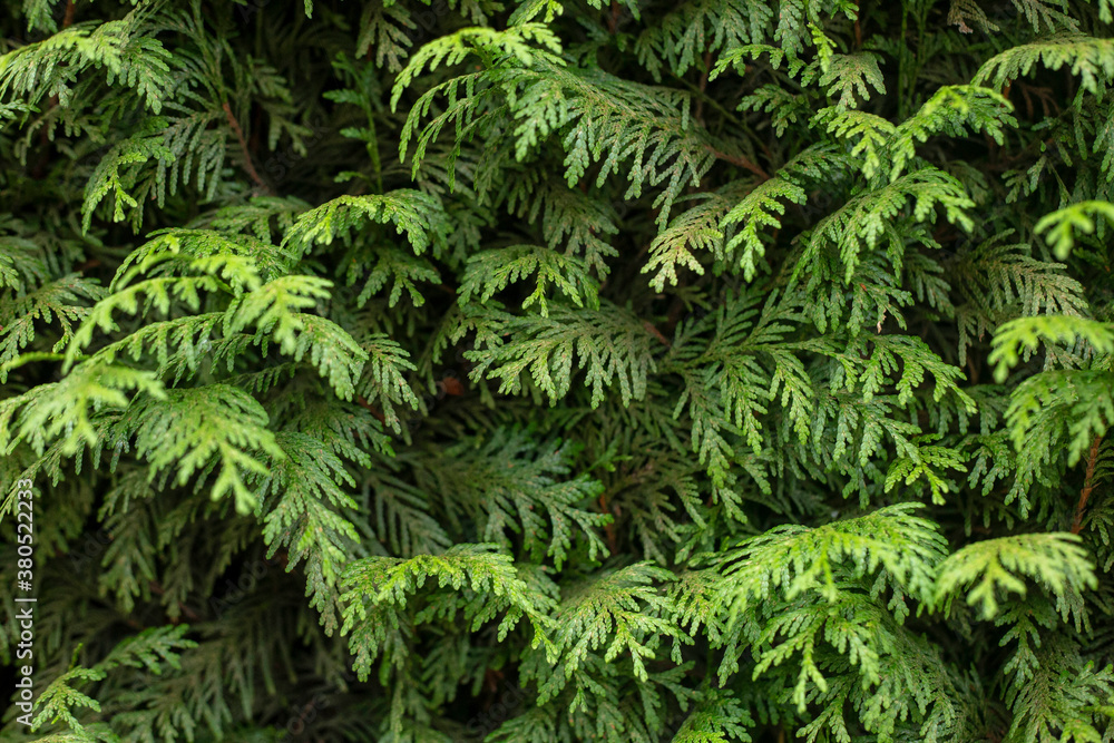 The natural textures of the summer The natural textures of the summer