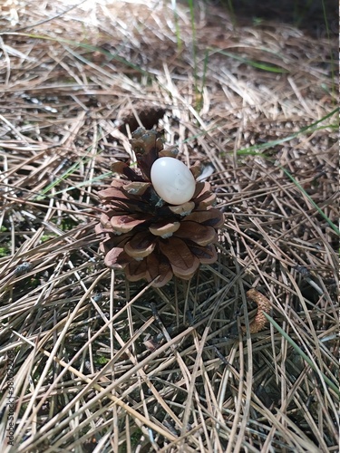 nest with eggs