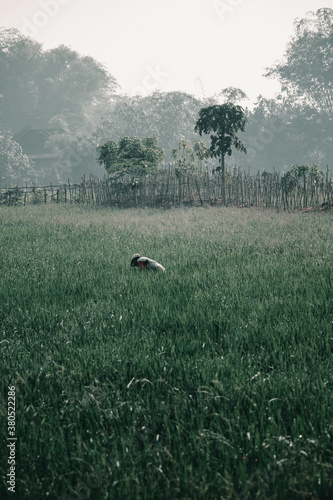 A farmer who is planting rice in a rice field in Sukoharjo, Central Java, Indonesia photo