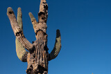Saguaro Cactus (Carnegiea gigantea) in decay