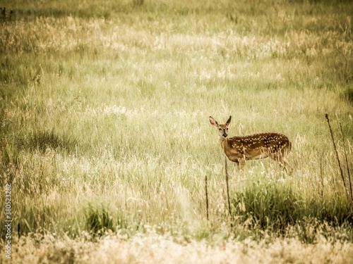 Fototapeta Naklejka Na Ścianę i Meble -  Mule deer fawn looking up through grassy field