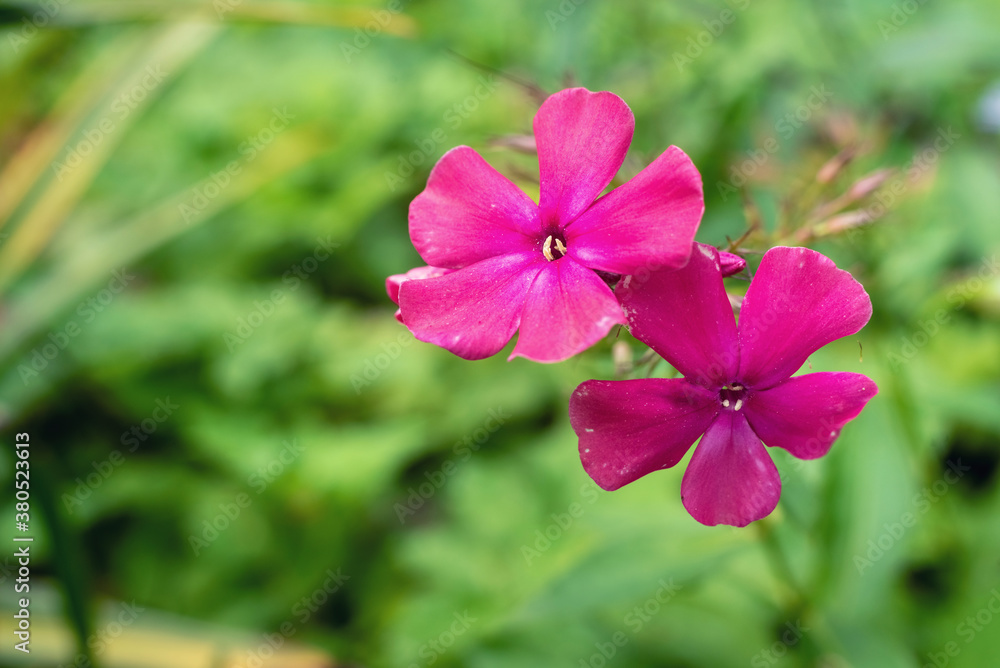 Purple Phlox flower on a blurry background, background. Purple Phlox flower on a blurry background, background.