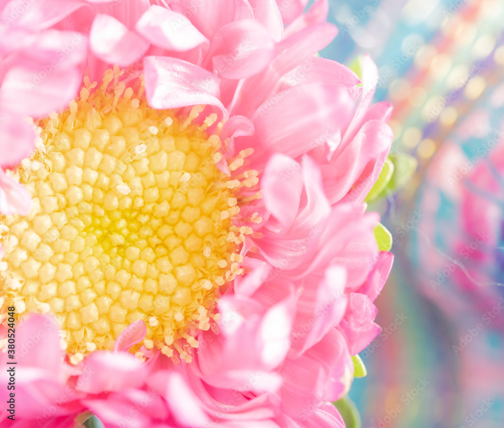 Macro detail of pretty pink strawflower with yellow center and colorful background Macro detail of pretty pink strawflower with yellow center and colorful background