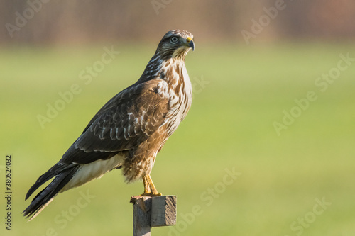 Common buzzard