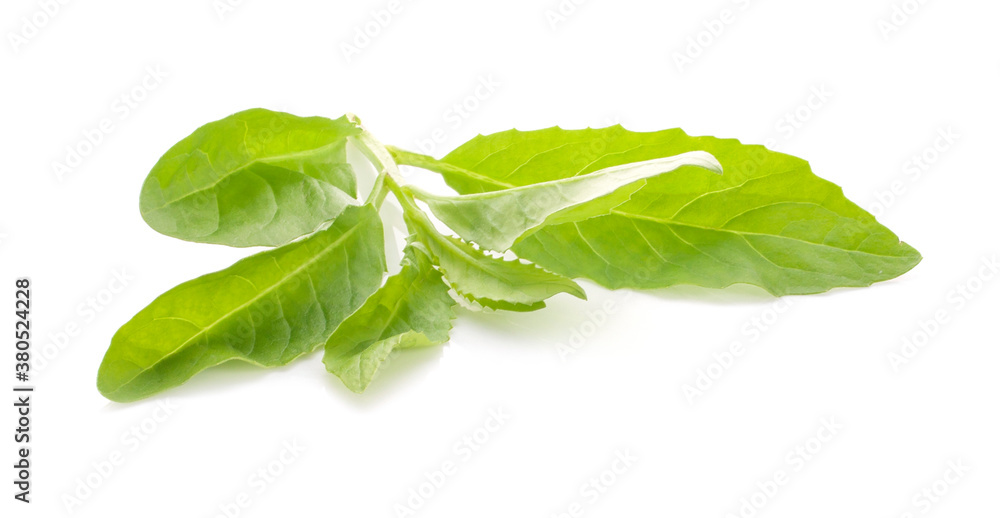 Fototapeta premium vegetable green leaf an isolated on white background