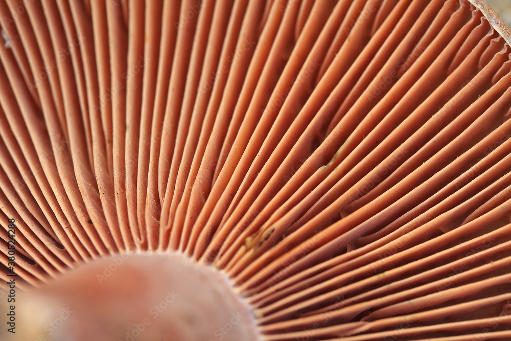 Fresh wild mushroom close-up macro Fresh wild mushroom close-up macro