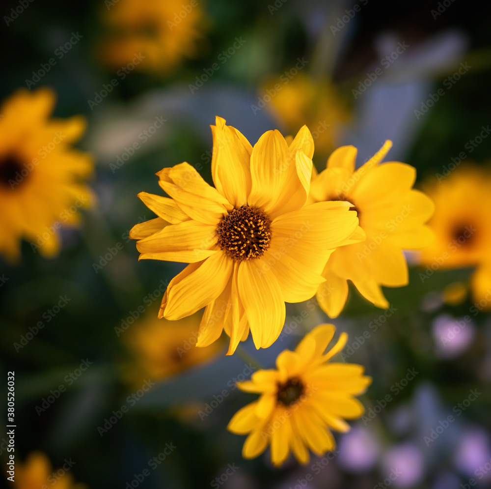 Heliopsis blossoms in autumn Heliopsis blossoms in autumn