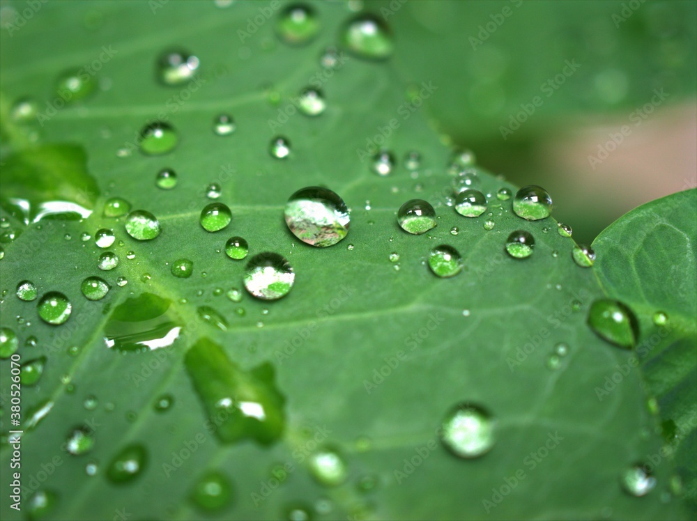 Closeup green leaf with water drops in garden with soft focus and blurred background ,rain on nature leave ,dew on plants for card design Closeup green leaf with water drops in garden with soft focus and blurred background ,rain on nature leave ,dew on plants for card design