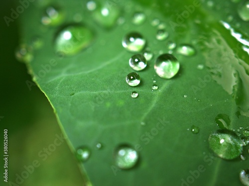 Closeup green leaf with water drops in garden with soft focus and blurred background ,rain on nature leave ,dew on plants for card design