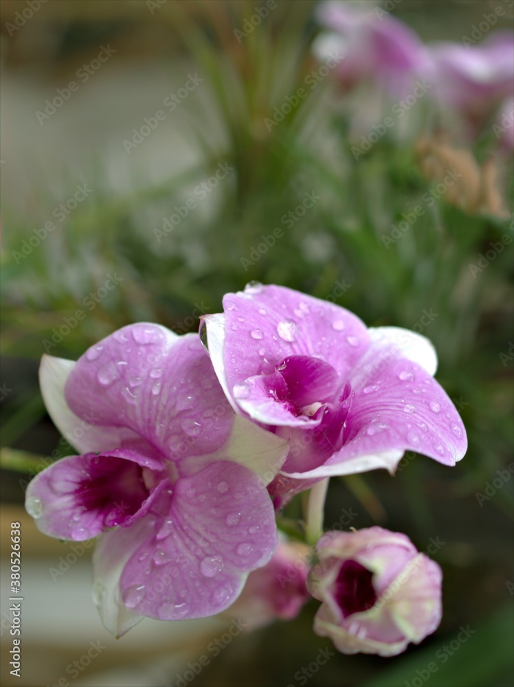 Closeup macro petals purple cooktown orchid ,Dendrobium bigibbum orchid flower plants with water drops in garden and soft focus with blurred background, sweet color for card design Closeup macro petals purple cooktown orchid ,Dendrobium bigibbum orchid flower plants with water drops in garden and soft focus with blurred background, sweet color for card design