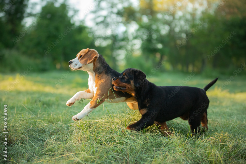 two puppies are playing on the grass. Dogs run in the park. Rottweiler and Beagle on nature