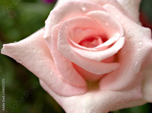 Closeup macro petals of pink rose flower with water drops and soft focus with blurred background ,sweet color for card design and wedding love card
