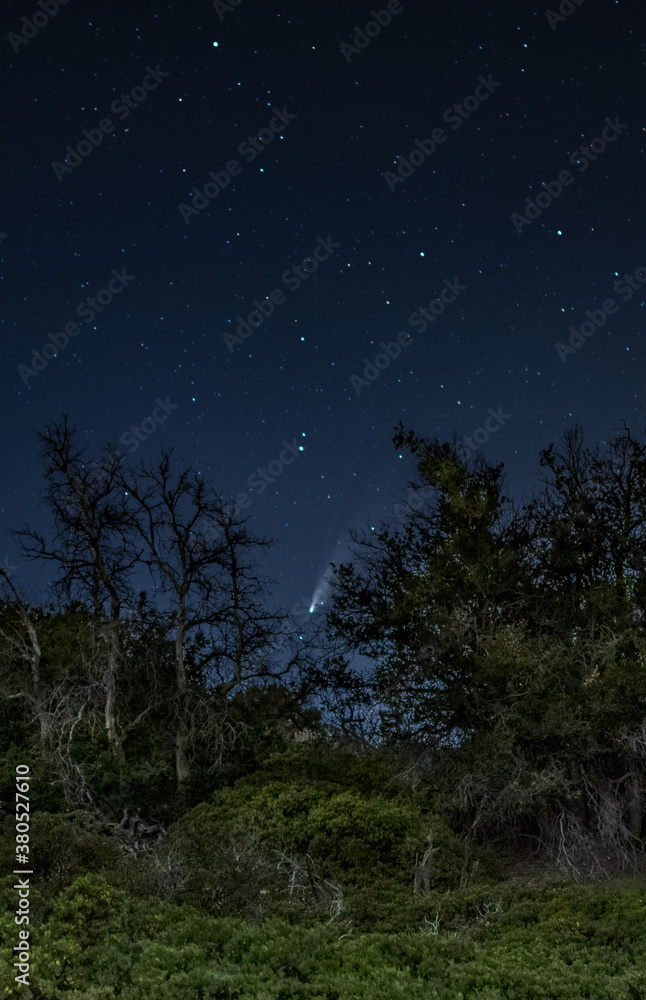 Naklejka premium Neowise Comet over Forest 