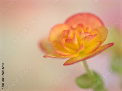 Closeup macro yellow begonia hiemalis nicole stone flower with soft focus and blurred background, sweet color for card design photo