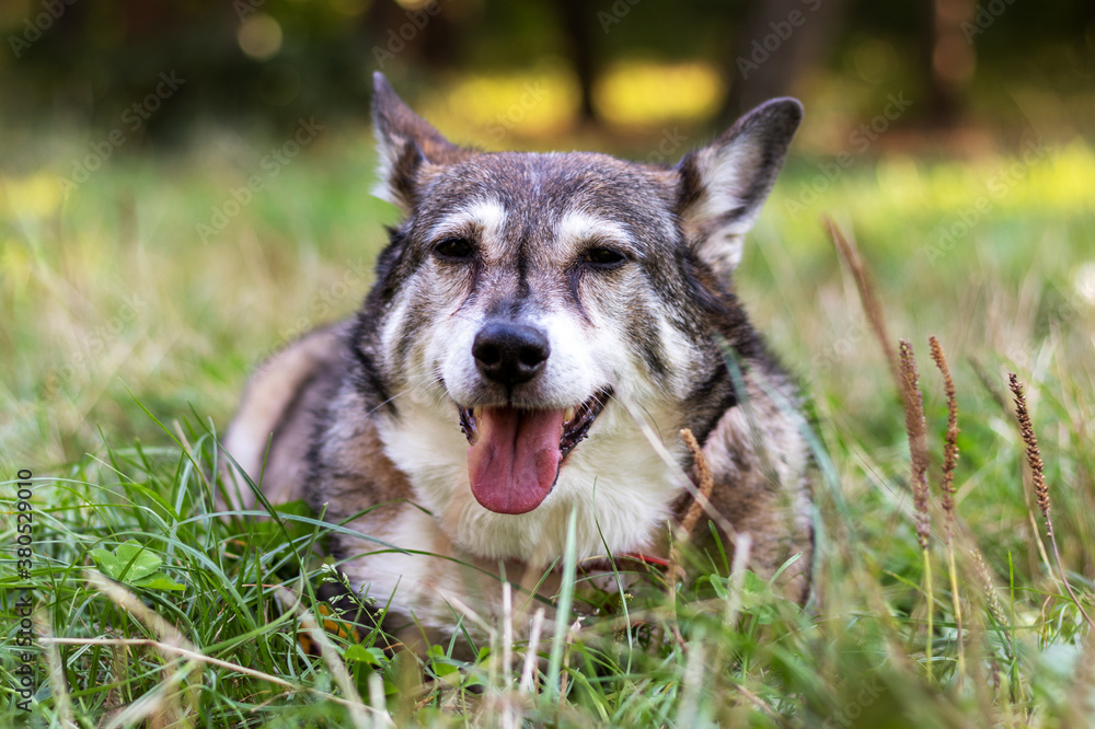 Outdoor portrait of a happy old dog with gray fur. Soft focus, blur.