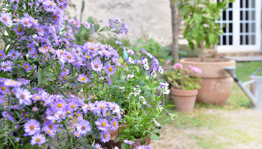 bush of aster flowers blooming  in the garden of a rural house - obrazy, fototapety, plakaty 
