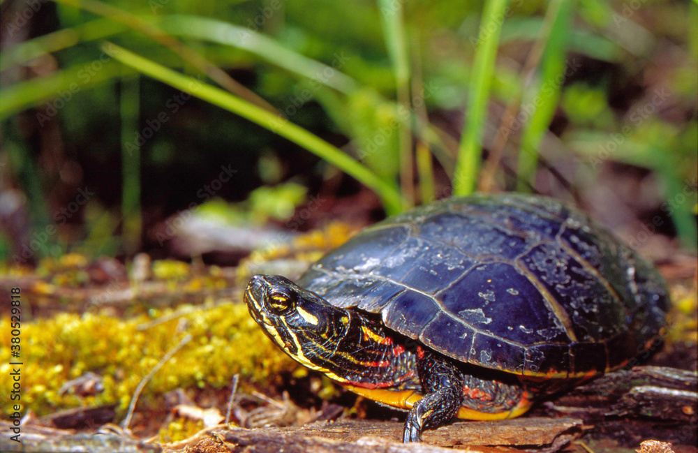 Eastern Painted Turtle (Chrysemys picata) in fall color Eastern Painted Turtle (Chrysemys picata) in fall color