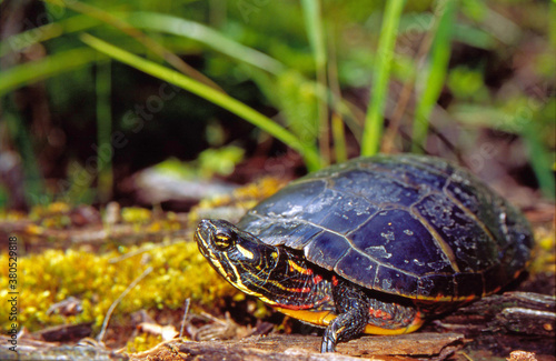 Eastern Painted Turtle (Chrysemys picata) in fall color