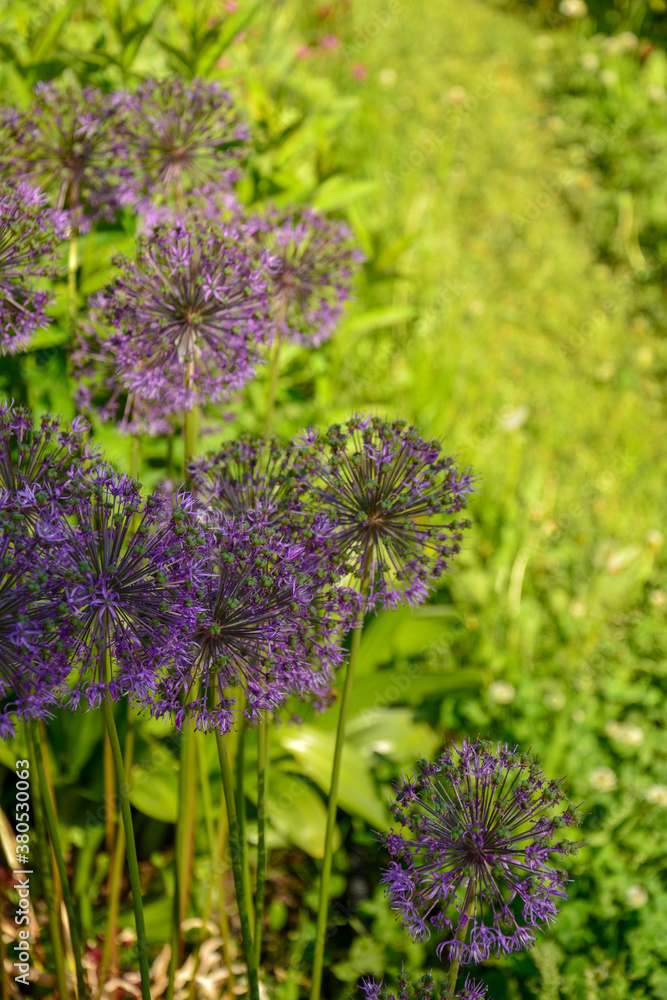 Obraz premium Decorative lilac bow on a green flan