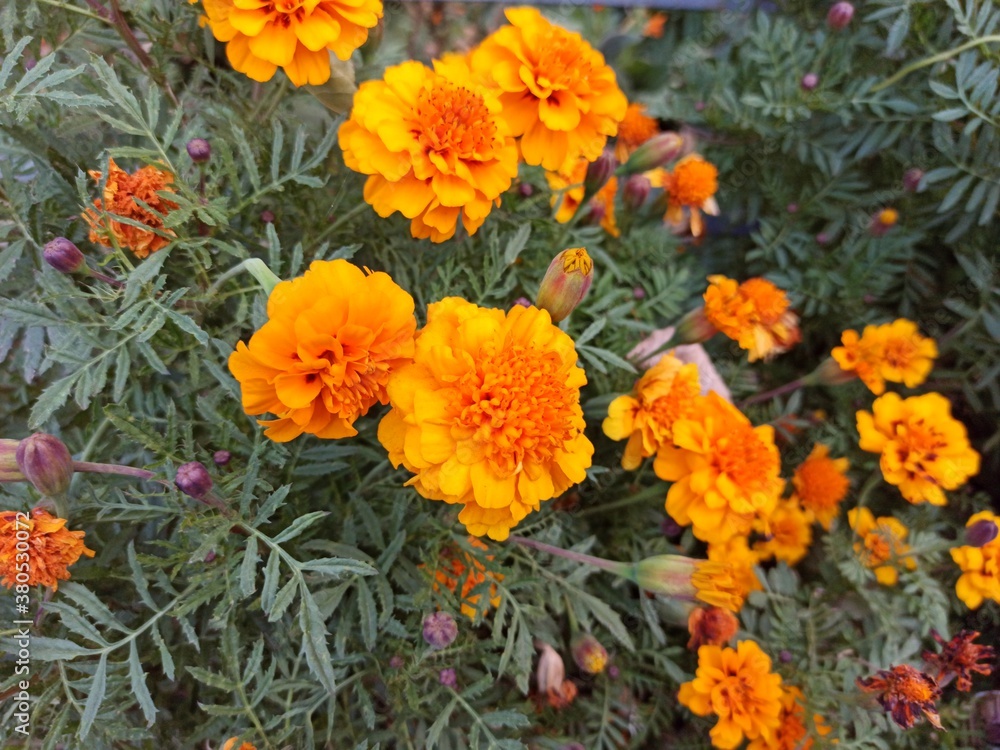 orange flowers in the garden