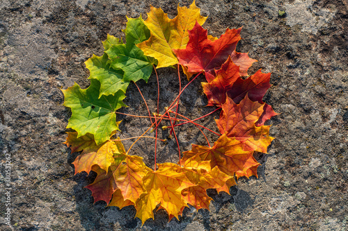 Circle of autumn maple leaves in color tone from green to red