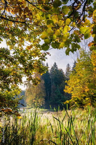 A view through the tress with autumn yellow and orange leaves to the lake surrounded with autumn forest with a Deciduous colors and the sun shining into the camera through the trees and bushes 