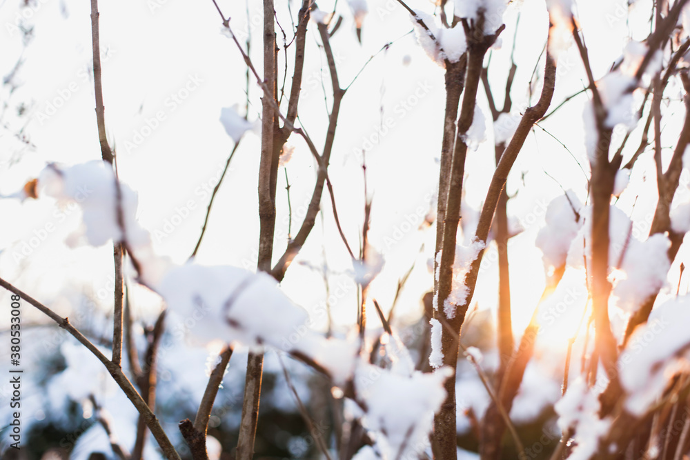 Snow in branches during sunset Snow in branches during sunset
