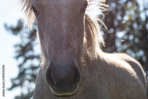 Partial close up portrait of a palomino colored Icelandic horse with sunlight...
