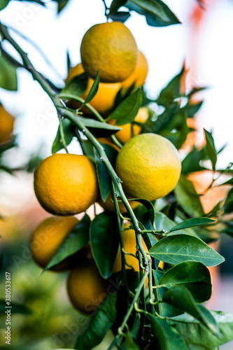 Wallpaper Mural Oranges on a tree Torontodigital.ca