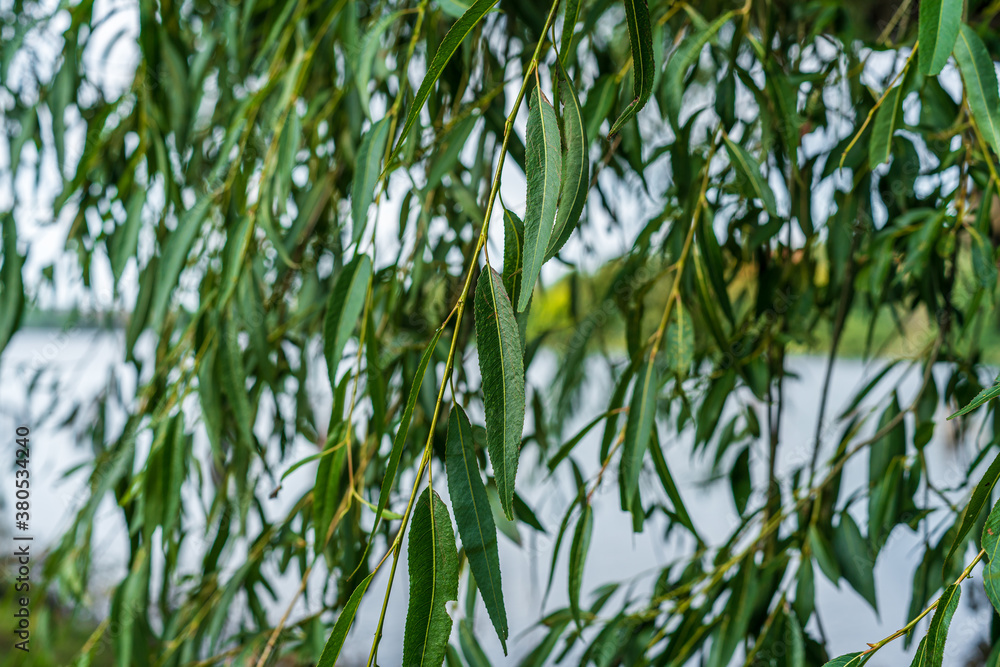 Fototapeta premium Close view of fresh willow branches with water in the background