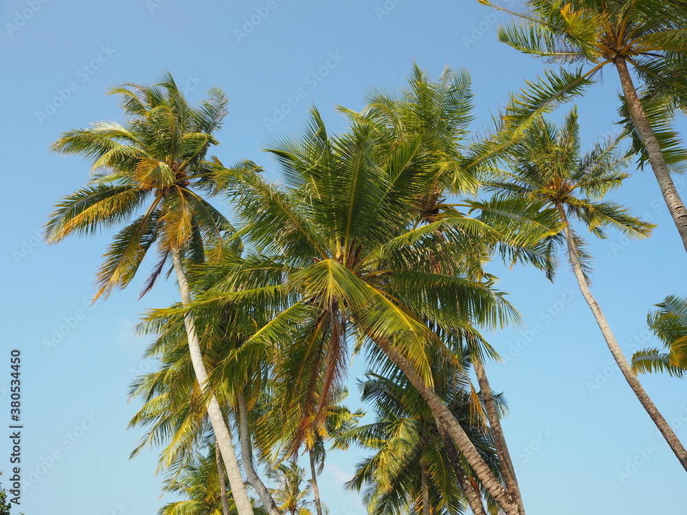 Naklejka premium Blue sky and tropical trees 5