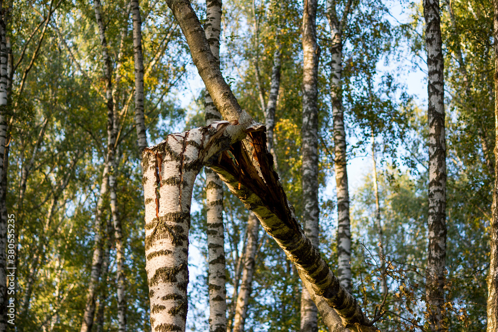 Fototapeta premium Broken birch in the grove 