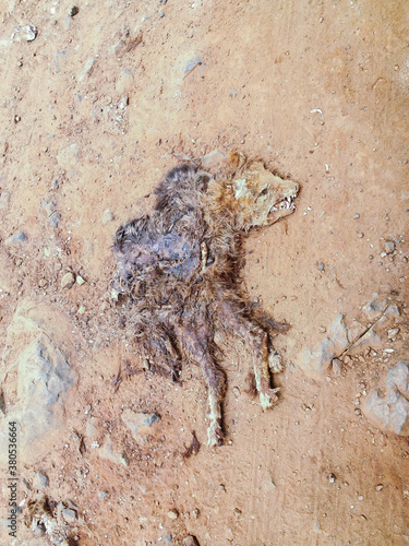 The flattened half body of an animal on a dirt road photo