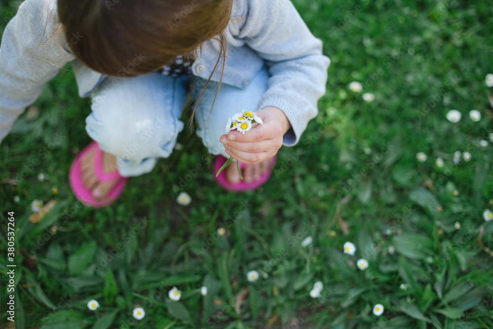 Young girl picking little daisies Young girl picking little daisies