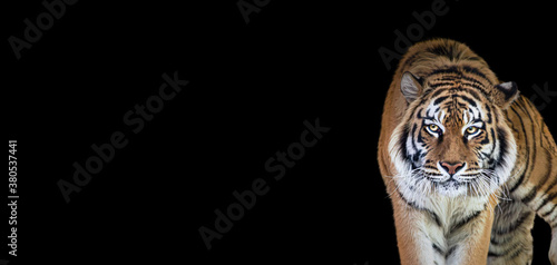 Tiger portrait isolated on black background, spectacular majestic proud animal walking forward, wide panoramic banner with panthera tigris and empty copy space