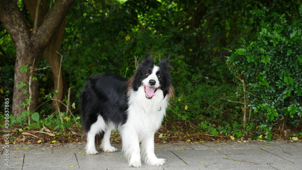 Border Collie