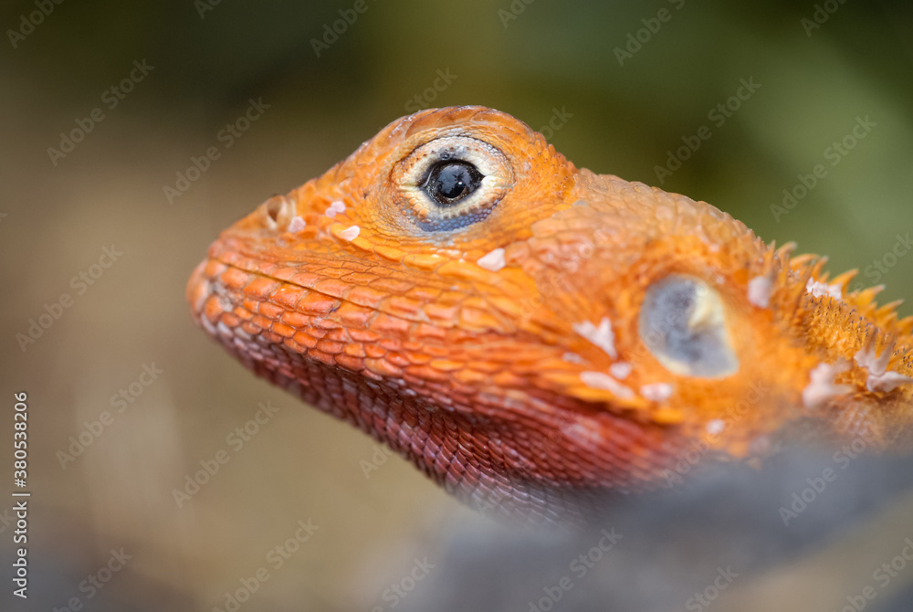 Red-headed Agama Red-headed Agama