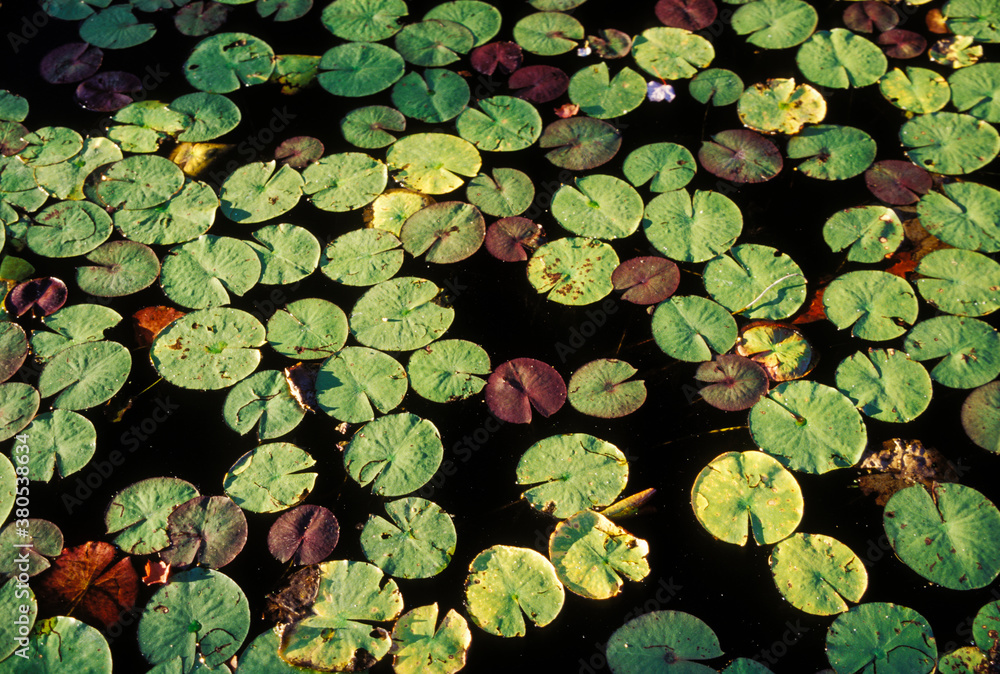 Lily Pond Lily Pond
