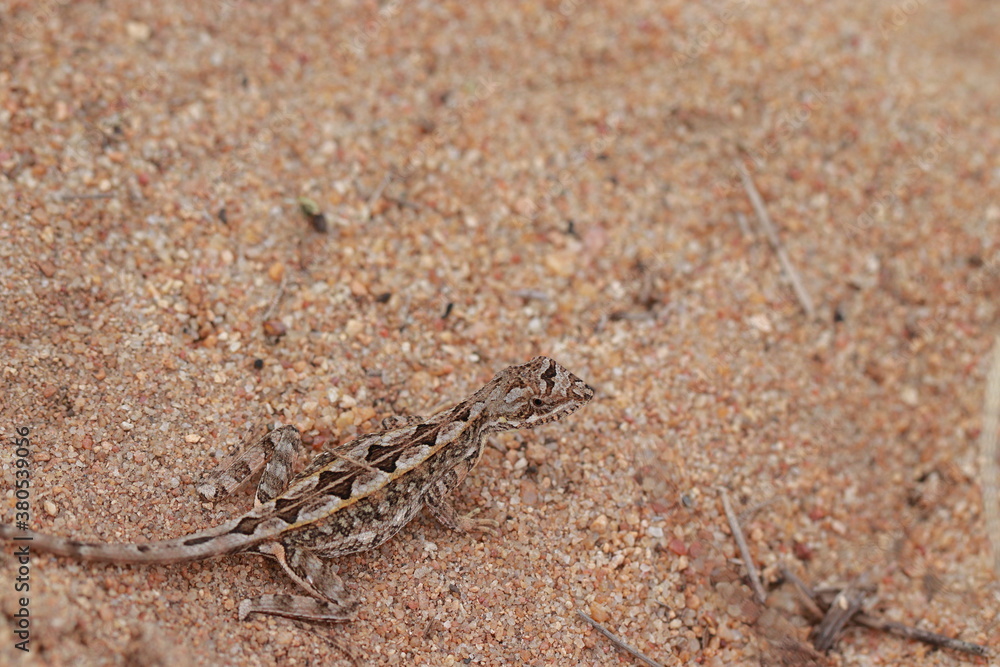 A lizard living in a sandy soil