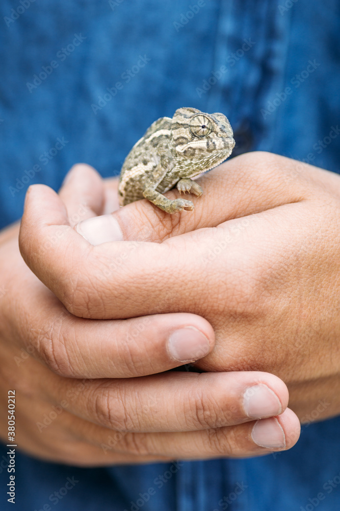 Chameleon on hand Chameleon on hand