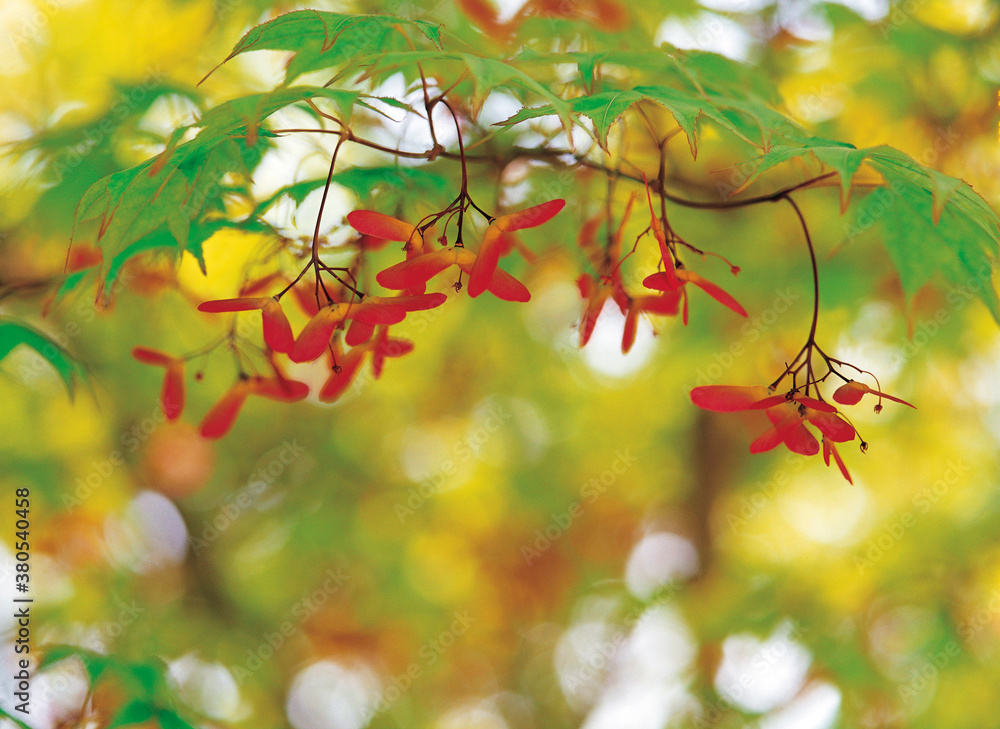 red maple seeds red maple seeds