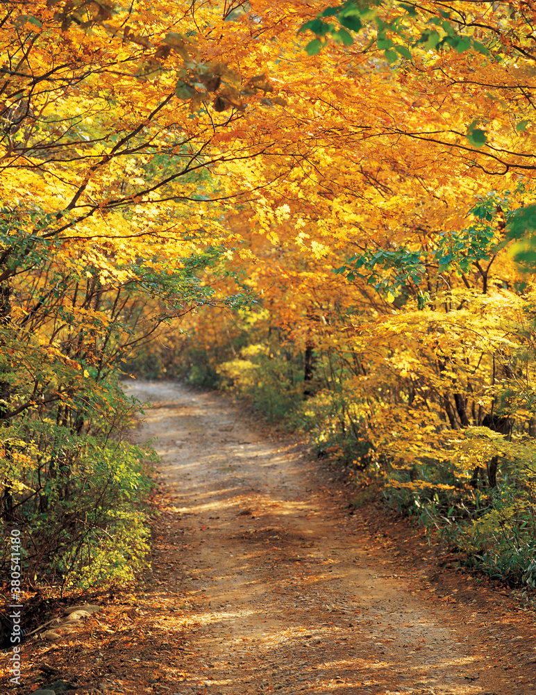 avenue in autumn
