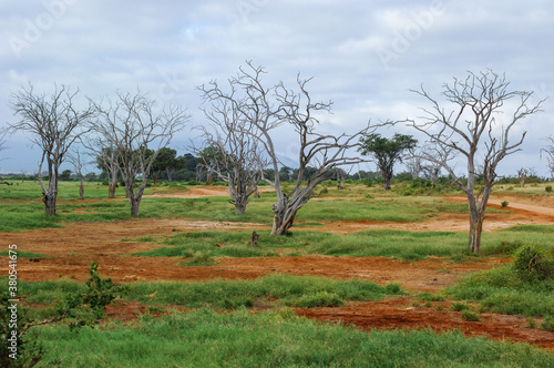 Dry trees photo