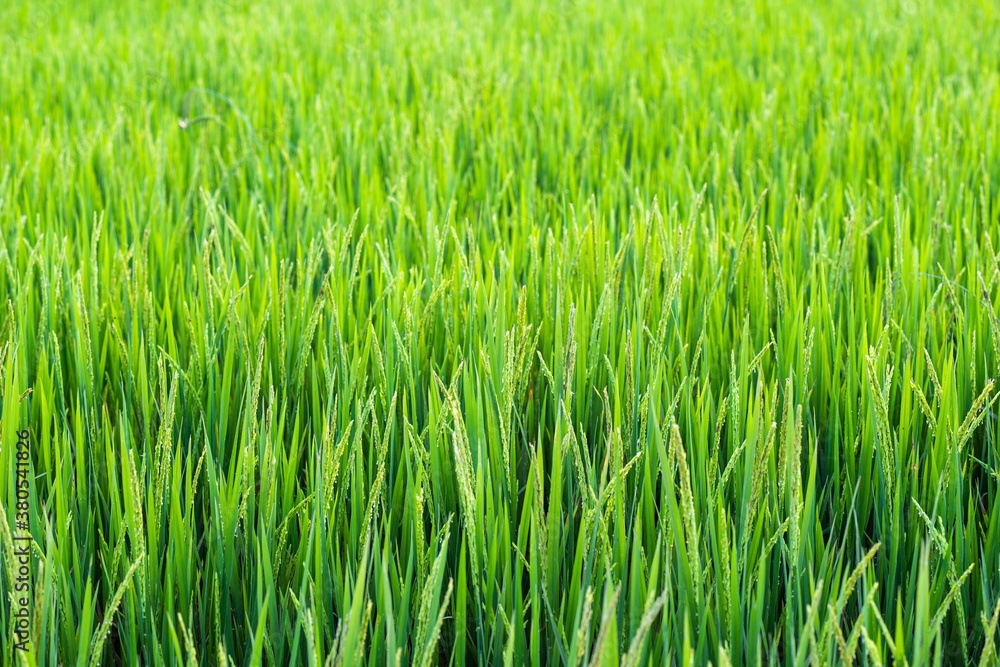 Green rice fields