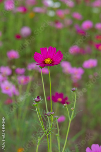 Cosmos flower fields