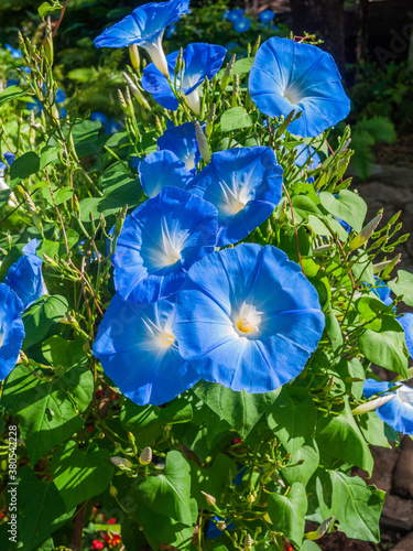 Blue flower in the garden